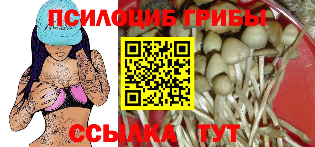 Псилоцибиновые грибы Psilocybe Будённовск